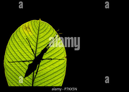 Öl Palm Stick Insekt aus dem Urwald von Sumatra, Indonesien, Eurycantha insularis Eurycantha calcarata, ähnlich, wie eine Silhouette auf einem großen Blatt Stockfoto