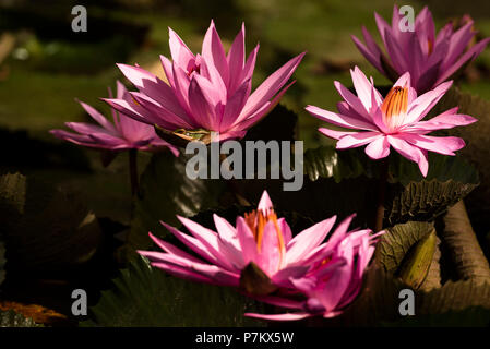 Lotusblüte mit Frosch in der Indonesischen Dschungel Stockfoto