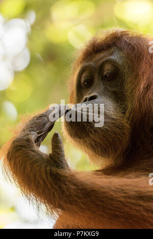Orang-utan riechen auf seiner Hand im Hochformat Stockfoto