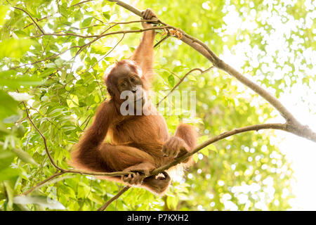 Junge Orang-utan im Dschungel, sitzen auf dünnen Zweigen und schauen entspannt in die Kamera, Stockfoto