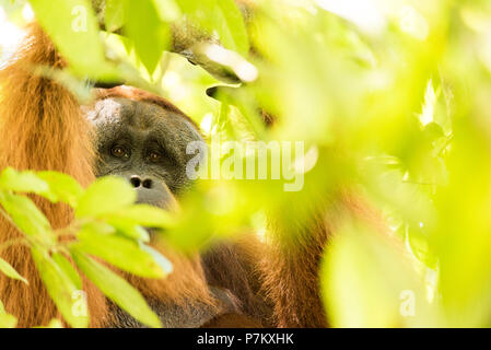 Männliche Orang-utan in Zweigstellen Stockfoto