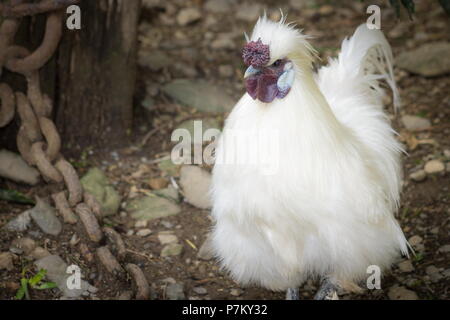 Die Silkie (manchmal Seidig geschrieben) ist eine Rasse von Hähnchen für die atypisch flauschige Gefieder, die gesagt wird, um zu fühlen, wie Seide und Satin benannt. Stockfoto