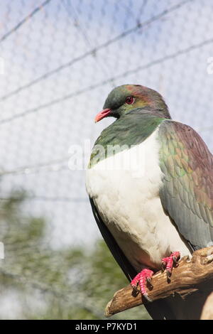 Die Neuseeland Taube oder kereru (Hemiphaga novaeseelandiae) ist ein Vogel endemisch in Neuseeland. Stockfoto