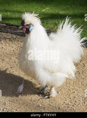 Die Silkie (manchmal Seidig geschrieben) ist eine Rasse von Hähnchen für die atypisch flauschige Gefieder, die gesagt wird, um zu fühlen, wie Seide und Satin benannt. Stockfoto