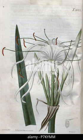 2621 Hymenocallis Acutifolia. Stockfoto