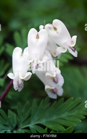 Eine Nahaufnahme Makro Foto des zarten Woodland wildflower, Eichhörnchen, Mais (Campanula pyramidalis canadensis) in Hemlock Klippen, Indiana. Stockfoto