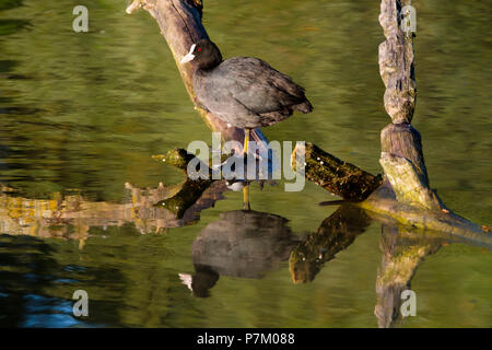 Blässhuhn (Fulica atra) sitzen auf Niederlassung in See, Altmühlsee in Muhr am See, Franken, Bayern, Deutschland Stockfoto