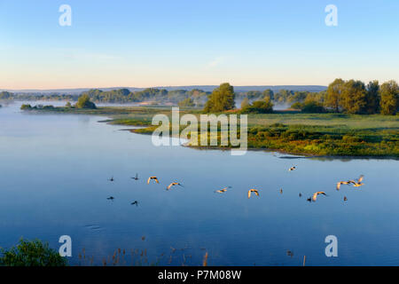 Gänse fliegen über den See, am Morgen, Altmühlsee in Muhr am See, Altmühltal, Mittelfranken, Franken, Bayern, Deutschland Stockfoto