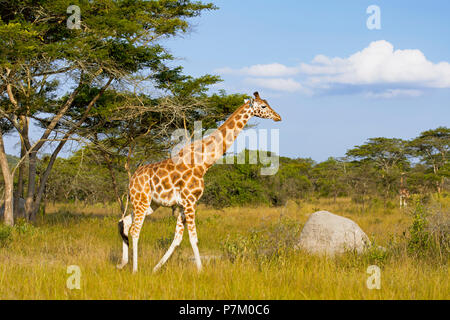 Giraffe im Queen Elizabeth National Park, Uganda, Ostafrika Stockfoto