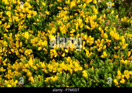 Blühende Stechginster (Ulex), Cornwall, England, Großbritannien Stockfoto