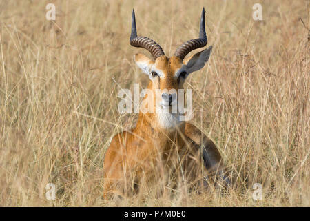 Impala, Kob, Aepyceros melampus Männlichen Ram, Antilope, Queen Elizabeth National Park, Uganda Ostafrika Stockfoto