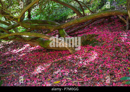 Blütenblätter von Rhododendron auf dem Boden sind, die Verlorenen Gärten von Heligan, St Austell, Cornwall, England, Vereinigtes Königreich Stockfoto