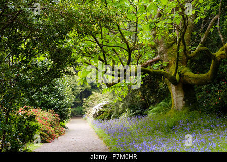 Trewidden Garten, von Penzance, Cornwall, England, Großbritannien Stockfoto