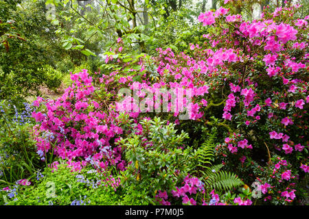 Blühende Rhododendron, Trewidden Garten, von Penzance, Cornwall, England, Großbritannien Stockfoto