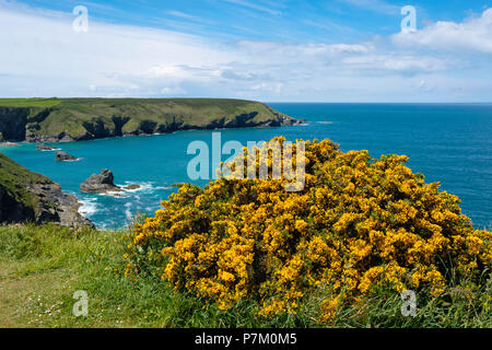 Stechginster (Ulex europaeus), Hell's Mund in der Nähe von Camborne, Cornwall, England, Großbritannien Stockfoto