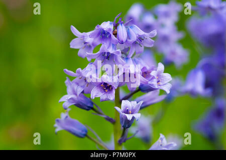 Blüten der gemeinsamen Bluebell (Hyacinthoides non-scripta), Blue Bell, Devon, England, Großbritannien Stockfoto