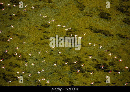 Camargue, Flamingos über dem niedrigen Gewässern der Camargue, Flamingos (Phoenicopteridae), Greater Flamingo (Phoenicopterus Roseus), Saintes-Maries-de-la-Mer, Frankreich, Provence-Alpes-Côte d'Azur, Frankreich Stockfoto