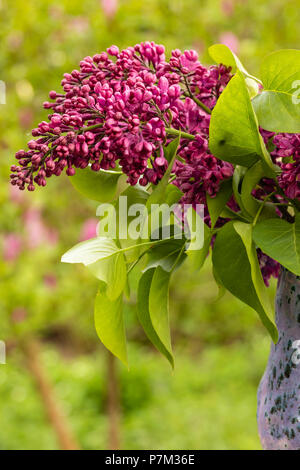 Der Frühling noch leben, Flieder in der Vase, Blumenschmuck Stockfoto