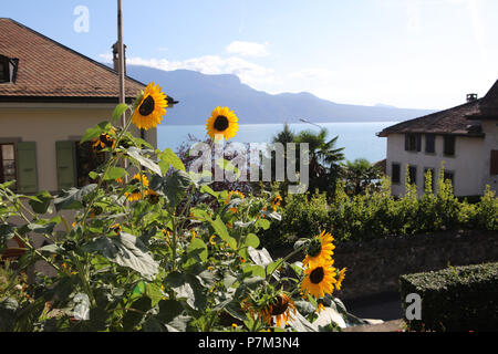 Blick auf die Stadt mit Blick auf den Genfer See, Vevey, Kanton Waadt, West Switzerland, Schweiz Stockfoto