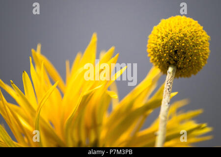 Gelbe Blume Anordnung vor grauem Hintergrund Stockfoto