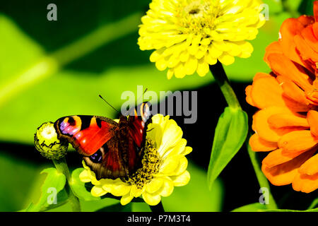 Tagpfauenauge auf gelben Blüten im Sonnenlicht Stockfoto