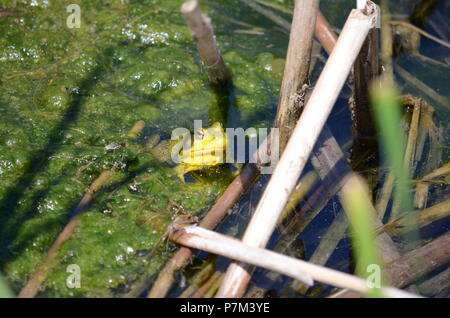 Green Frog, männlich, mit gelben Kehle während der Brutzeit in Ontario, Kanada. Stockfoto