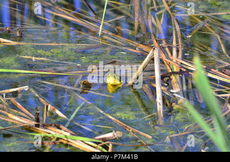 Green Frog, männlich, mit gelben Kehle während der Brutzeit in Ontario, Kanada. Stockfoto