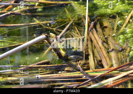 Green Frog, männlich, mit gelben Kehle während der Brutzeit in Ontario, Kanada. Stockfoto