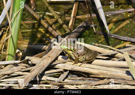 Green Frog, männlich, mit gelben Kehle während der Brutzeit in Ontario, Kanada. Stockfoto