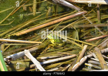 Green Frog, männlich, mit gelben Kehle während der Brutzeit in Ontario, Kanada. Stockfoto