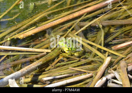 Green Frog, männlich, mit gelben Kehle während der Brutzeit in Ontario, Kanada. Stockfoto