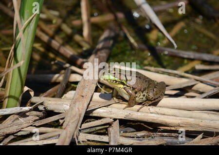 Green Frog, männlich, mit gelben Kehle während der Brutzeit in Ontario, Kanada. Stockfoto