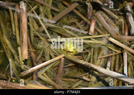 Green Frog, männlich, mit gelben Kehle während der Brutzeit in Ontario, Kanada. Stockfoto