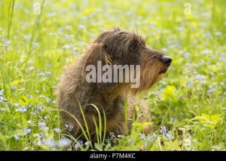 Wire-haired Dackel sitzt in der Mitte der Vergißmeinnicht Blumen, Frühling Szene Stockfoto