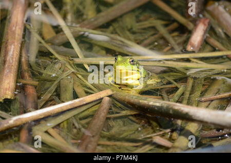 Green Frog, männlich, mit gelben Kehle während der Brutzeit in Ontario, Kanada. Stockfoto