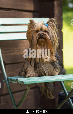 Kleiner Hund sitzt auf Gartenstuhl, Yorkshire Terrier Stockfoto