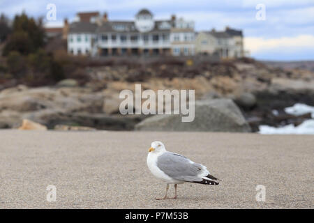 Einsame Möwe auf Sandstrand vor Maine Ferienhäuser Haus Stockfoto