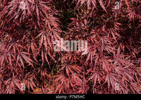 Rote japanische Ahornblätter in der mittagssonne gesehen. Stockfoto