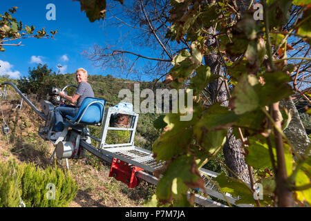 Landwirt während der Ernte der Trauben, Vernazza, Cinque Terre, der Provinz von La Spezia, Ligurien, Italien Stockfoto