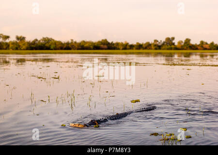 Salzwasser Krokodil auf den Yellow Waters Billabong, Kakadu, Australien Stockfoto