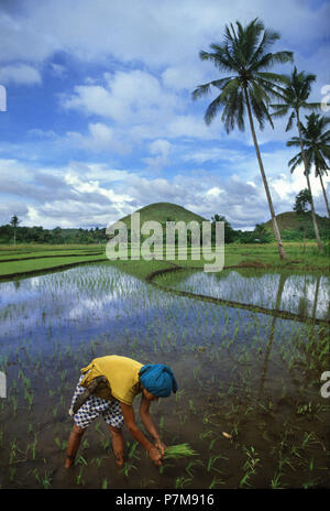 Frau einpflanzen von Reis in die Chocolate Hills, Bohol Stockfoto