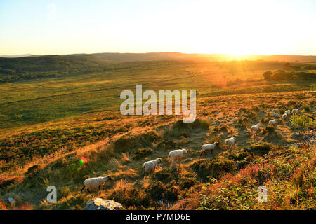 Frankreich, Finistere, Parc Naturel Regional d'Armorique (Armorica Regionalen Naturpark), Saint Rivoal, Monts d'Arrée, Mont Saint Michel de Brasparts Stockfoto