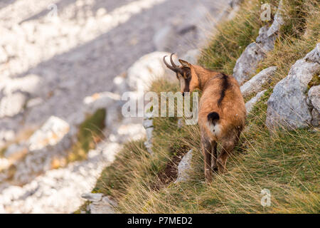 Chamois der Nationalpark der Abruzzen Latium und Molise Europa, Italien, Abruzzen, Provinz von L'Aquila Nationalpark der Abruzzen, Latium und Molise Stockfoto