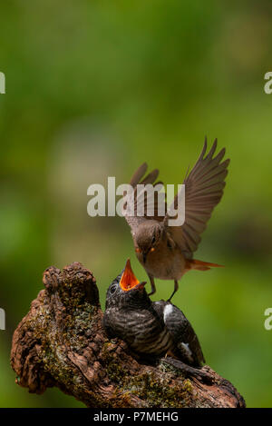 Redstart weiblichen Cue der Kuckuck, Trentino Alto-Adige, Italien Stockfoto