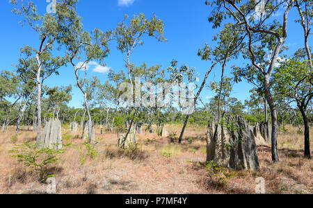 Blick auf magnetische Termitenhügel, Cape York Halbinsel, Far North Queensland, FNQ, QLD, Australien Stockfoto