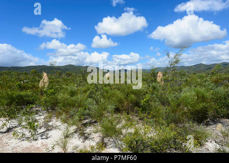 Blick auf Termitenhügel in Iron Range National Park in der Nähe von Mt Tozer, Cape York Halbinsel, Far North Queensland, FNQ, QLD, Australien Stockfoto