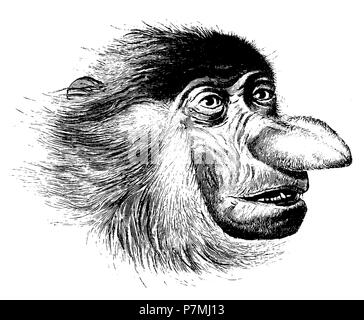 Proboscis monkey <Nasalis larvatus >: Kopf, 1902 Stockfoto