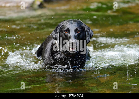 Porträt eines nassen schwarzen Labrador spielen in einem Fluss Stockfoto