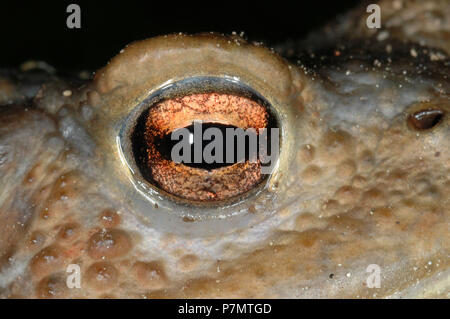 In der Nähe von Auge des Gemeinsamen Europäischen Kröte (Bufo bufo) Stockfoto