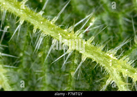 Stechen trichoms der Brennnessel (Urtica dioica) Stockfoto